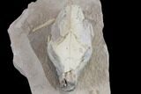 Juvenile Oreodont (Merycoidodon) Skull - South Dakota #113286-7